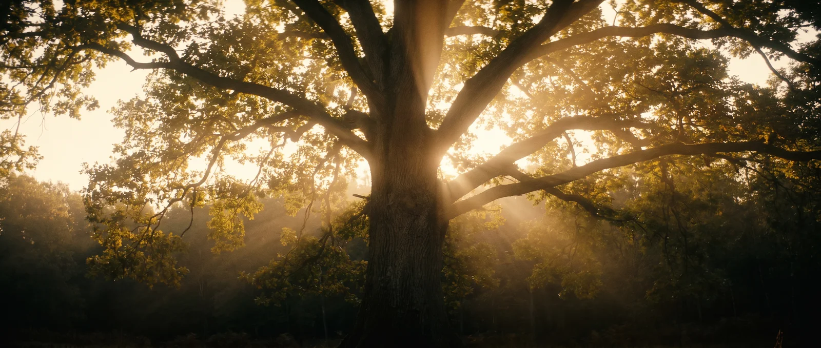 Sunrise light flooding through the crown of the oak, seen from below